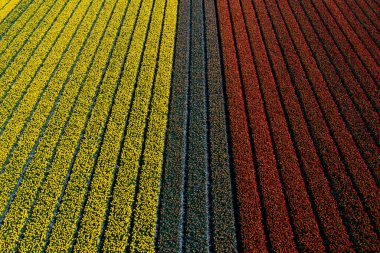 Kırsal Keukenhof çiçek bahçesi Lisse Hollanda 'da güneşli bir günde hava aracı görüntüsü kırmızı ve sarı lale tarlaları. Mutlu krallar günü