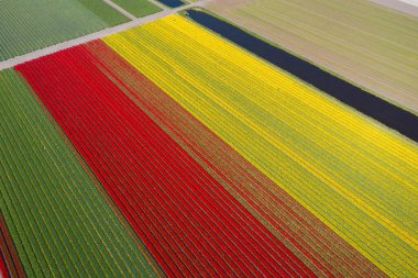Hava aracı görüntüsü kırmızı ve sarı lale tarlaları, güneşli bir günde Keukenhof çiçek bahçesi Lisse Hollanda 'da su kanalları. Mutlu krallar günü