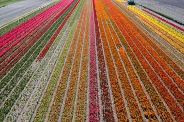 Kırsal Keukenhof çiçek bahçesi Lisse Hollanda 'da güneşli bir günde çok renkli lale tarlaları. Mutlu krallar günü