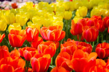 Güneşli bir günde renkli laleler Keukenhof çiçek bahçesi Lisse Hollanda. Mutlu krallar günü