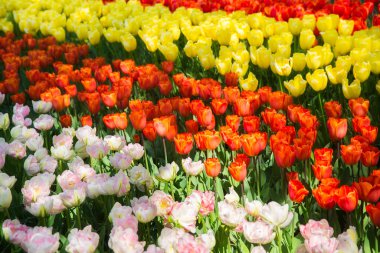 Güneşli bir günde renkli laleler Keukenhof çiçek bahçesi Lisse Hollanda. Mutlu krallar günü