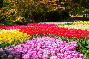 Güneşli bir günde renkli laleler Keukenhof çiçek bahçesi Lisse Hollanda. Mutlu krallar günü