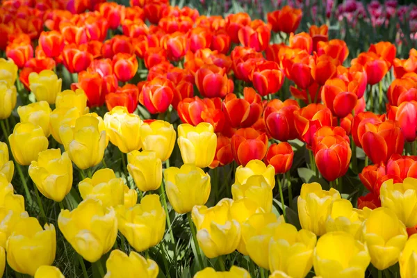 Tulipanes Coloridos Día Soleado Keukenhof Jardín Flores Lisse Países Bajos — Foto de Stock