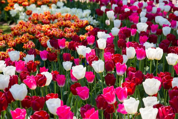 Tulipanes Coloridos Día Soleado Keukenhof Jardín Flores Lisse Países Bajos — Foto de Stock