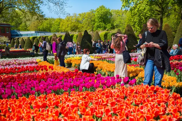 İnsanlar, 28 Nisan 2022 'de Keukenhof Çiçek Bahçesi, Lisse, Hollanda' da renkli lalelerin tadını çıkarıyorlar.