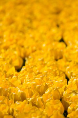 Kırsal Keukenhof çiçek bahçesi Lisse Hollanda 'da güneşli bir bahar gününde renkli lale tarlaları. Mutlu krallar günü.