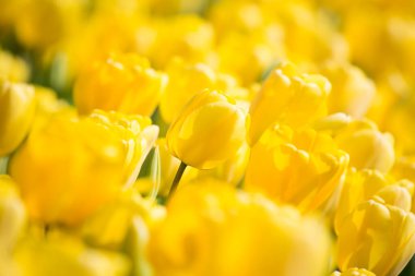 Kırsal Keukenhof çiçek bahçesi Lisse Hollanda 'da güneşli bir bahar gününde renkli lale tarlaları. Mutlu krallar günü.