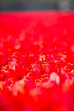 Kırsal Keukenhof çiçek bahçesi Lisse Hollanda 'da güneşli bir bahar gününde renkli lale tarlaları. Mutlu krallar günü.