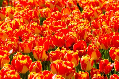 Kırsal Keukenhof çiçek bahçesi Lisse Hollanda 'da güneşli bir bahar gününde renkli lale tarlaları. Mutlu krallar günü.