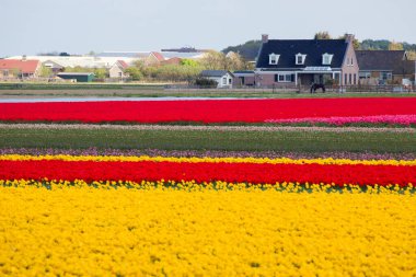 Kırsal Keukenhof çiçek bahçesi Lisse Hollanda 'da güneşli bir bahar gününde renkli lale tarlaları. Mutlu krallar günü.