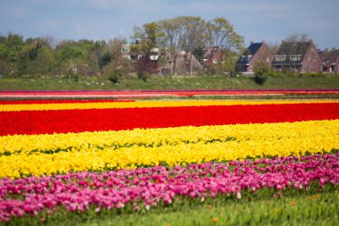 Kırsal Keukenhof çiçek bahçesi Lisse Hollanda 'da güneşli bir bahar gününde renkli lale tarlaları. Mutlu krallar günü.