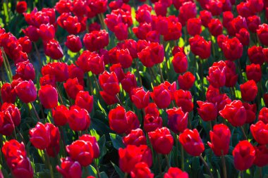 Kırsal Keukenhof çiçek bahçesi Lisse Hollanda 'da güneşli bir bahar gününde renkli lale tarlaları. Mutlu krallar günü.