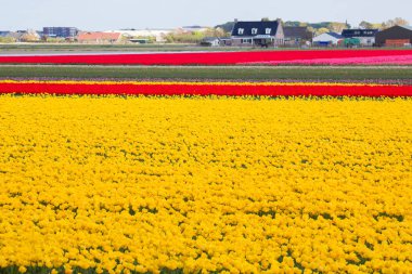 Kırsal Keukenhof çiçek bahçesi Lisse Hollanda 'da güneşli bir bahar gününde renkli lale tarlaları. Mutlu krallar günü.