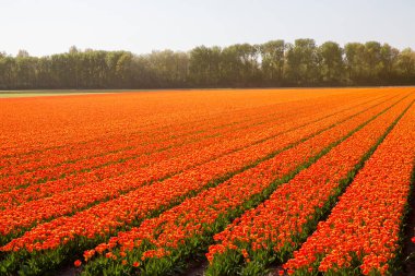 Kırsal Keukenhof çiçek bahçesi Lisse Hollanda 'da güneşli bir bahar gününde renkli lale tarlaları. Mutlu krallar günü.