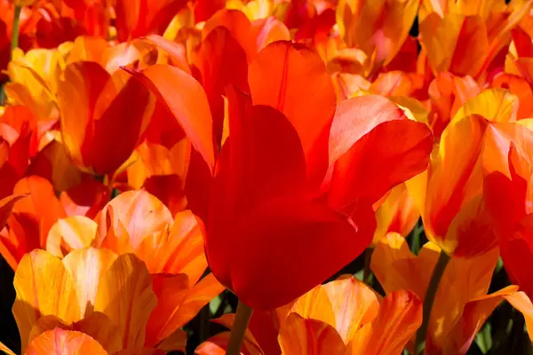 Coloridos Campos Tulipanes Soleado Día Primavera Campo Keukenhof Jardín Flores — Foto de Stock