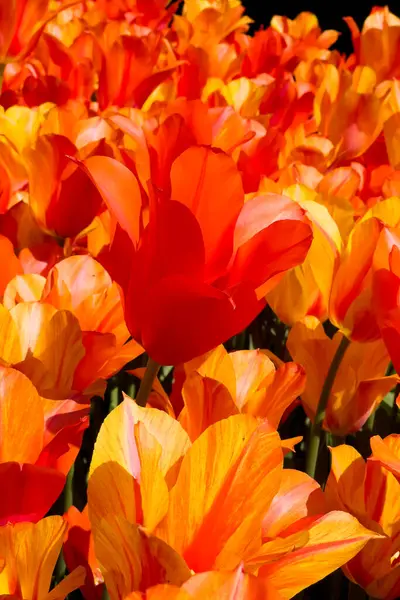 Coloridos Campos Tulipanes Soleado Día Primavera Campo Keukenhof Jardín Flores — Foto de Stock
