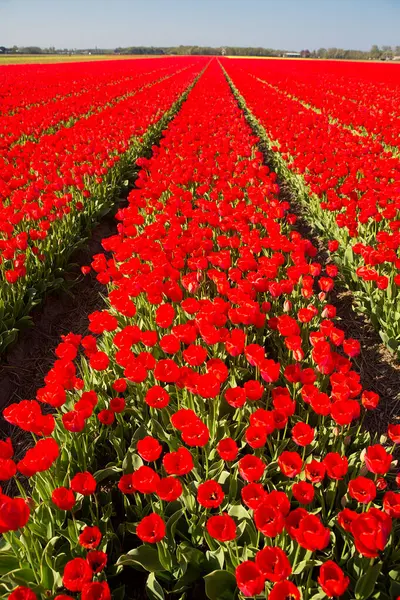 Kırsal Keukenhof çiçek bahçesi Lisse Hollanda 'da güneşli bir bahar gününde renkli lale tarlaları. Mutlu krallar günü.