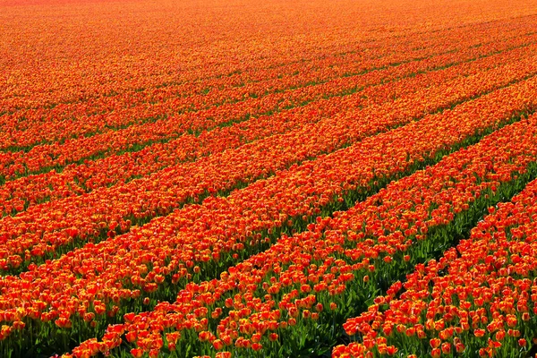 Kırsal Keukenhof çiçek bahçesi Lisse Hollanda 'da güneşli bir bahar gününde renkli lale tarlaları. Mutlu krallar günü.