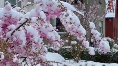 Kar altında çiçek açan sakura. Kardaki ilk bahar çiçekleri. Baharda aniden soğuk ve kar yağışları. Yüksek kalite 4k görüntü