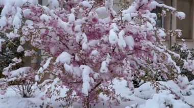 Kar altında çiçek açan sakura. Kardaki ilk bahar çiçekleri. Baharda aniden soğuk ve kar yağışları. Yüksek kalite 4k görüntü