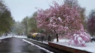 Kar altında çiçek açan sakura. Kardaki ilk bahar çiçekleri. Baharda aniden soğuk ve kar yağışları. Yüksek kalite 4k görüntü