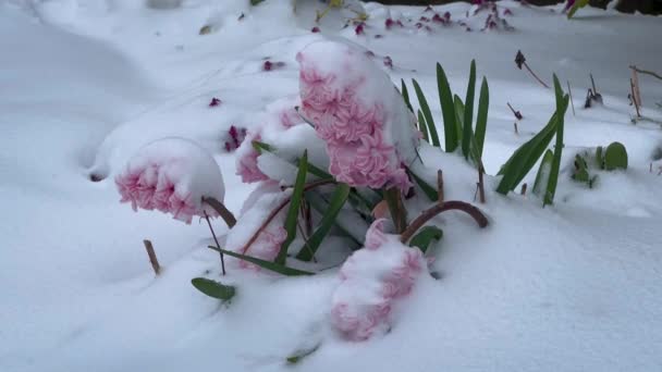 Blühender Sakura Unter Schnee Erste Frühlingsblumen Schnee Frühling Plötzlicher Frost — Stockvideo