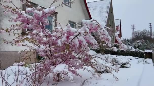 Blühender Sakura Unter Schnee Erste Frühlingsblumen Schnee Frühling Plötzlicher Frost — Stockvideo