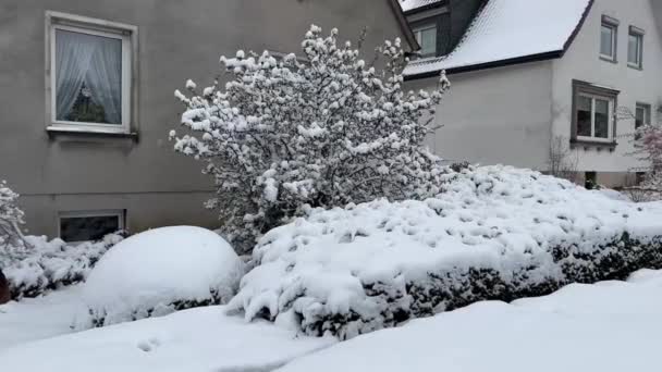 雪地下盛开的樱花 初春的花朵在雪地里绽放 春天突然的霜冻和降雪 高质量的4K镜头 — 图库视频影像