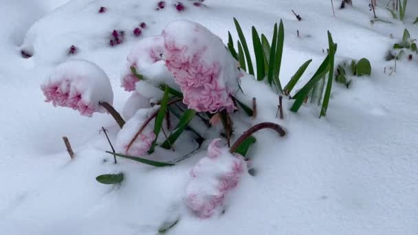 Sakura Florescente Sob Neve Primeira Primavera Flores Neve Geadas Súbitas — Vídeo de Stock