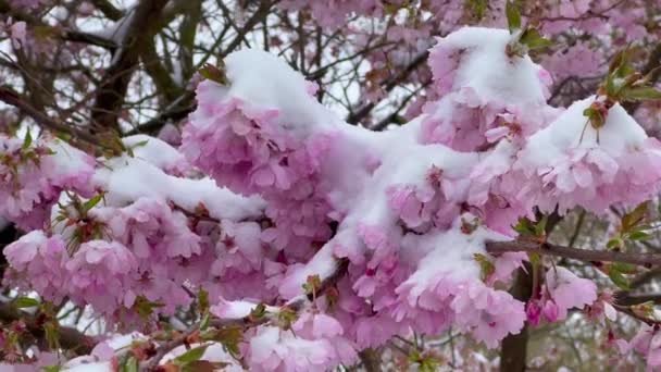 Virágzó Sakura Alatt Első Tavaszi Virágok Hóban Hirtelen Fagyok Havazások — Stock videók