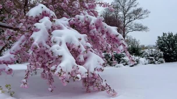 Virágzó Sakura Alatt Első Tavaszi Virágok Hóban Hirtelen Fagyok Havazások — Stock videók