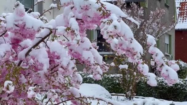 雪地下盛开的樱花 初春的花朵在雪地里绽放 春天突然的霜冻和降雪 高质量的4K镜头 — 图库视频影像