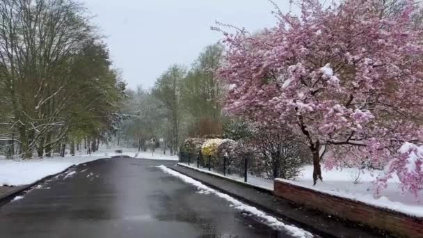 Цветущая Сакура Снегом Первые Весенние Цветы Снегу Внезапные Морозы Снегопады — стоковое видео