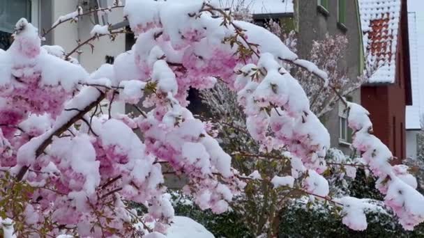 Квітуча Сакура Під Снігом Перші Весняні Квіти Снігу Раптові Морози — стокове відео