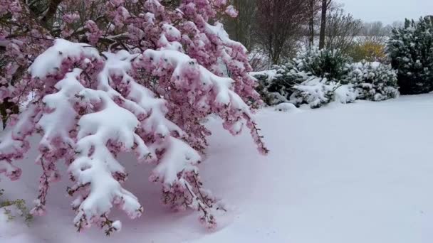 Blooming Sakura Snö Första Våren Blommor Snö Plötslig Frost Och — Stockvideo