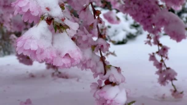雪の下で咲く桜 初春の雪の花が咲きました 春に突然の霜と雪が降りました 高品質の4K映像 — ストック動画