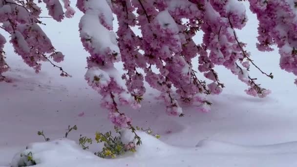 雪の下で咲く桜 初春の雪の花が咲きました 春に突然の霜と雪が降りました 高品質の4K映像 — ストック動画