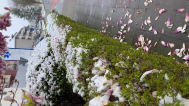 Kar altında çiçek açan manolya. Kardaki ilk bahar çiçekleri. Baharın başında aniden soğuk ve kar yağışlı. Yüksek kalite 4k görüntü
