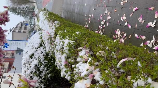 雪下盛开的木兰花 初春的花朵在雪地里绽放 早春突如其来的霜冻和雪花 高质量的4K镜头 — 图库视频影像