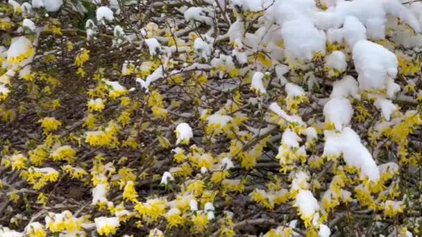 Hirtelen Tavaszi Fagyok Első Tavaszi Virág Alatt Hóesés Kora Tavasszal — Stock videók