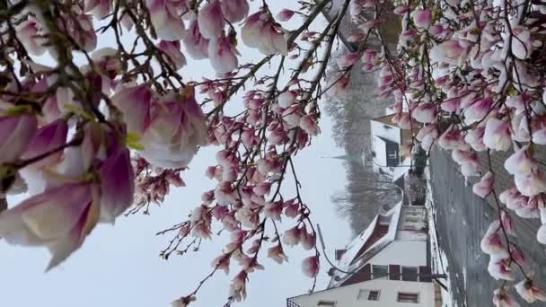 Blommande Magnolia Snö Första Våren Blommor Snö Plötslig Frost Och — Stockvideo