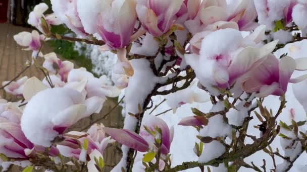 晴れた日に公園で咲くマグノリアの木ピンクの花春の季節 最初の春の花 フローラルバックドロップ バーティカルビデオ 植物園のコンセプト テンダーブルーム アロマと香り ボタニーと — ストック動画