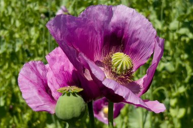 Almanya 'da mor haşhaş tarlası. Çiçekler ve tohumlar. Haşhaş uyku hapları, afyon