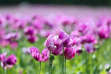 Almanya 'da mor haşhaş tarlası. Çiçekler ve tohumlar. Haşhaş uyku hapları, afyon