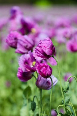 Almanya 'da mor haşhaş tarlası. Çiçekler ve tohumlar. Haşhaş uyku hapları, afyon