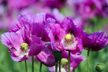 Almanya 'da mor haşhaş tarlası. Çiçekler ve tohumlar. Haşhaş uyku hapları, afyon
