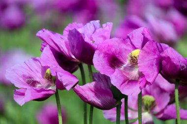 Almanya 'da mor haşhaş tarlası. Çiçekler ve tohumlar. Haşhaş uyku hapları, afyon