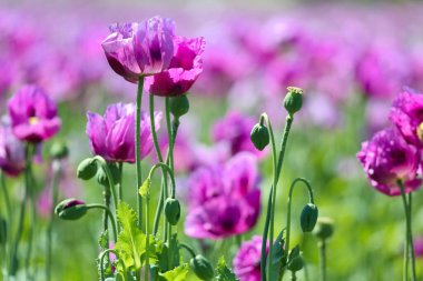 Almanya 'da mor haşhaş tarlası. Çiçekler ve tohumlar. Haşhaş uyku hapları, afyon