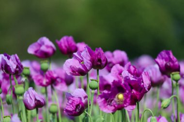 Almanya 'da mor haşhaş tarlası. Çiçekler ve tohumlar. Haşhaş uyku hapları, afyon