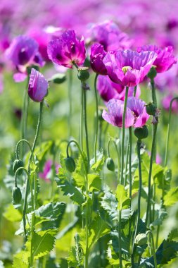 Almanya 'da mor haşhaş tarlası. Çiçekler ve tohumlar. Haşhaş uyku hapları, afyon